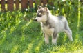 Husky puppy in the grass Royalty Free Stock Photo