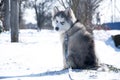 Husky puppy, gray, SIBERIAN, play, dog, blue eyes, fluffy Royalty Free Stock Photo