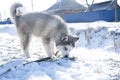 Husky puppy, gray, SIBERIAN, play, dog, blue eyes, fluffy Royalty Free Stock Photo