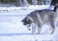 Husky puppy, gray, SIBERIAN, play, dog, blue eyes, fluffy Royalty Free Stock Photo