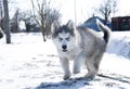 Husky puppy, gray, SIBERIAN, play, dog, blue eyes, fluffy