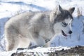 Husky puppy, gray, SIBERIAN, play, dog, blue eyes, fluffy Royalty Free Stock Photo