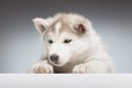 Husky puppy head closeup