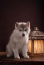 A husky puppy laying in a crescent moon