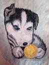 Husky puppy playing with baseball ball funny animals color picture