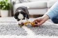 Husky puppy playing with colorful rope toy on grey carpet Royalty Free Stock Photo