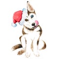 A husky puppy sits in a Santa Claus hat. Brown dog with beautiful eyes isolated. Christmas. New Year. Royalty Free Stock Photo