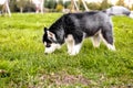 The husky puppy sniffing the grass. side view Royalty Free Stock Photo