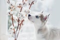 Husky puppy sniffs cotton branches Royalty Free Stock Photo