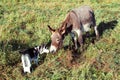 Husky puppy sniffs donkey Royalty Free Stock Photo