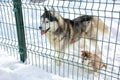 Husky dog and her puppy Royalty Free Stock Photo