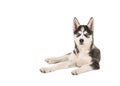 Husky puppy with two blue eyes lying on the floor Royalty Free Stock Photo