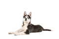 Husky puppy with two blue eyes lying on the floor Royalty Free Stock Photo