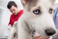 Husky puppy at vet