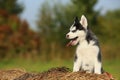 Husky puppy yawns