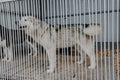 Husky purebred dog behind bars in his aviary, dog portrait. Shelter for dogs Royalty Free Stock Photo