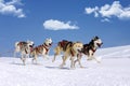 Husky race on alpine mountain Royalty Free Stock Photo
