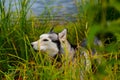 Husky in the reeds by the water