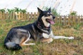 Husky rescue dog in garden