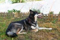 Husky rescue dog in garden