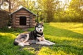 Husky is resting at the kennel