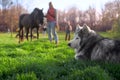 Husky resting on the lawn