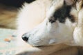 Husky resting white fur