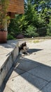 Husky resting in the shadow