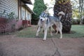 Cute Husky Playing With Rhodesian Ridgeback