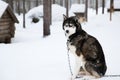 Husky in rovaniemi Finland