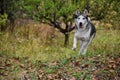 Husky running in forest