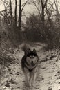 Husky running in snow B&W