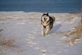 Husky running in the snow by a lake