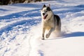 Husky runs on a snowy road, traces of transport, forest and wildlife.