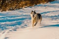 Husky runs on a snowy road, traces of transport, forest and wildlife.