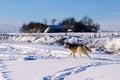 Husky runs on a snowy road, traces of transport, forest and wildlife.