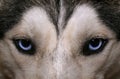 Husky's blue look Royalty Free Stock Photo