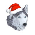 Husky in Santa hat. Portrait Engraving hand drawing isolated on white background. Dog - symbol of New Year 2018.