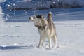 Husky shakes snow from