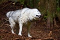 Husky Shaking off