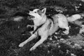 Husky sheds hair, combed and happy dog resting on the street