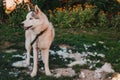 Husky sheds hair, combed and happy dog resting on the street