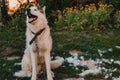 Husky sheds hair, combed and happy dog resting on the street