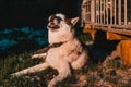 Husky sheds hair, combed and happy dog resting on the street. Siberian Husky lies near his enclosure chained to his collar