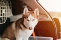 husky siberian dog. portrait cute white brown mammal animal pet of one year old with blue eyes Royalty Free Stock Photo