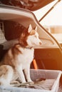 husky siberian dog. portrait cute white brown mammal animal pet of one year old with blue eyes Royalty Free Stock Photo