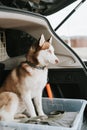 husky siberian dog. portrait cute white brown mammal animal pet of one year old with blue eyes Royalty Free Stock Photo