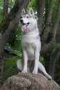 The husky sits gracefully on a rock in the forest