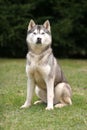 Husky sitting