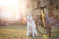 Husky sitting near the bike